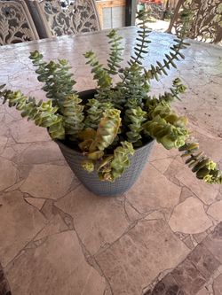 Succulent plant