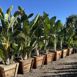 Giant Bird Of Paradise 