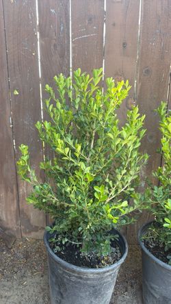 Boxwood Japanese