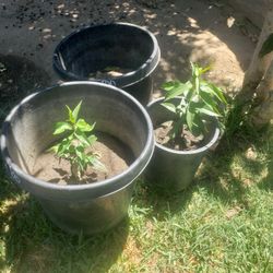 Plantas De Capulin