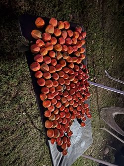 Persimmons