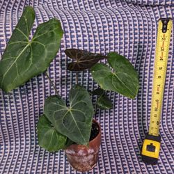 Anthurium Pterodactyl 