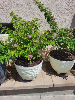 Flowering plant, bush