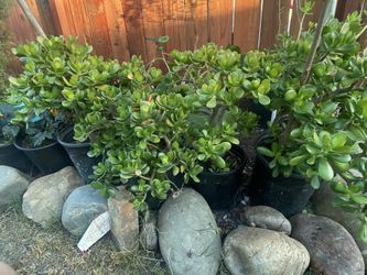 Large Jade Crassula Ovata