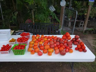 Jitomates horganicos
