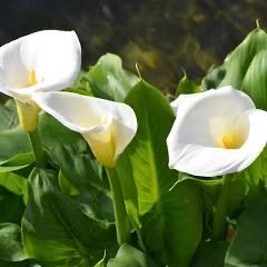 Calla Lily