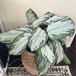 Faux Plant 