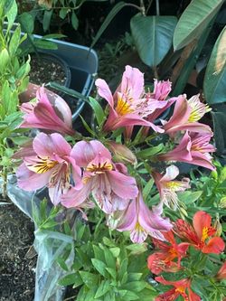 Peruvian Lily/Alstroemeria