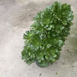 Aeoniums