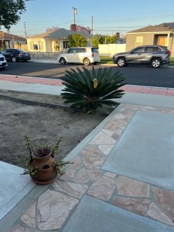 Palm tree