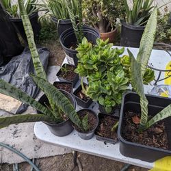 Plants
