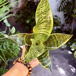4” Sansevieria ‘Laurentii Robusta’ $11.99💛💚💛