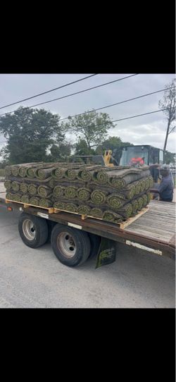Citra Zoy Zoysia