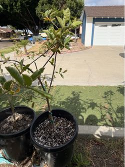 Variegated Guava tree