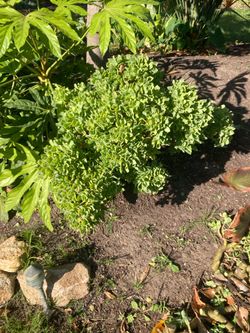 Succulent clippings