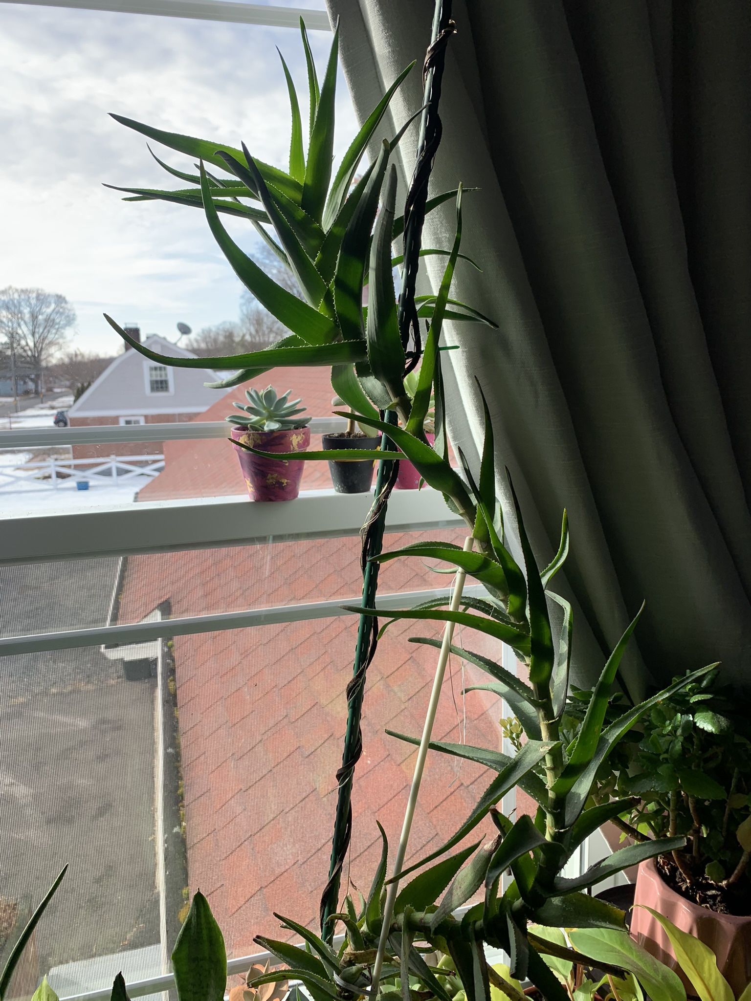 3 Foot Tall Climbing Aloe