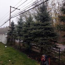 Free Blue Spruce - With Removal