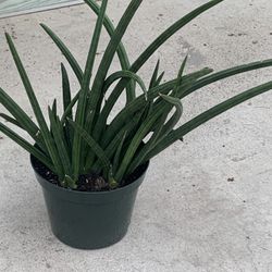 Sensaveria 10” Plants
