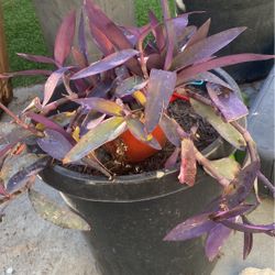 Plant