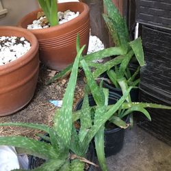 Aloe Vera Plant🪴 