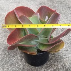 Flapjack/Paddle Plant,  Live 