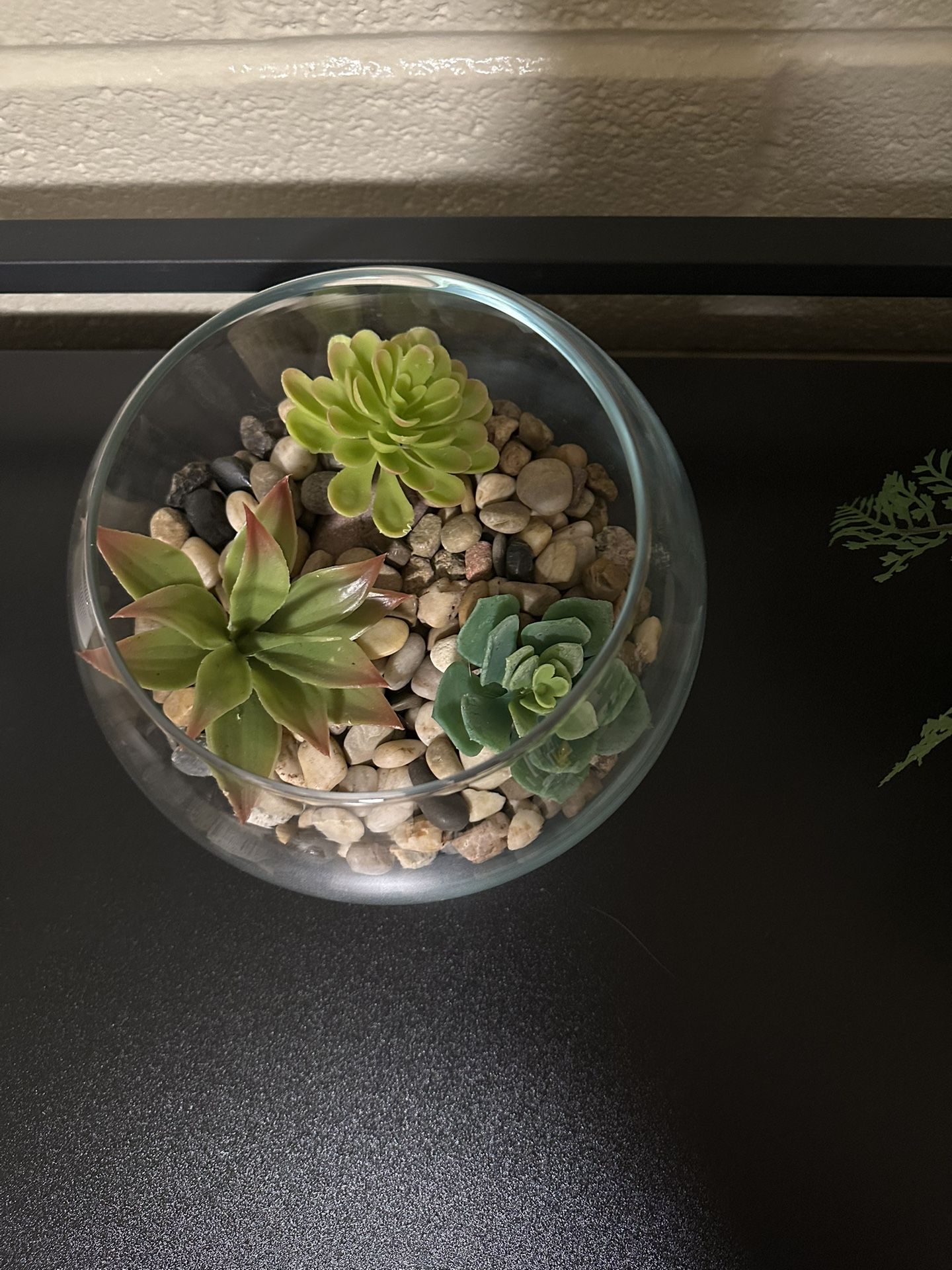 Home Decor Succulents