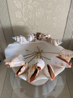 Unique Sea Shell Set