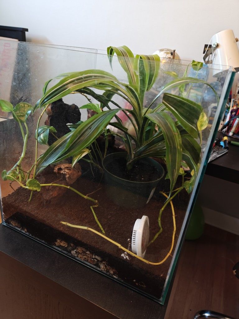 17 Gallon Cube Terrarium Complete Eco System