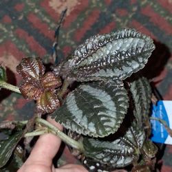 Episcia Reptans Tropical Houseplant Cutting