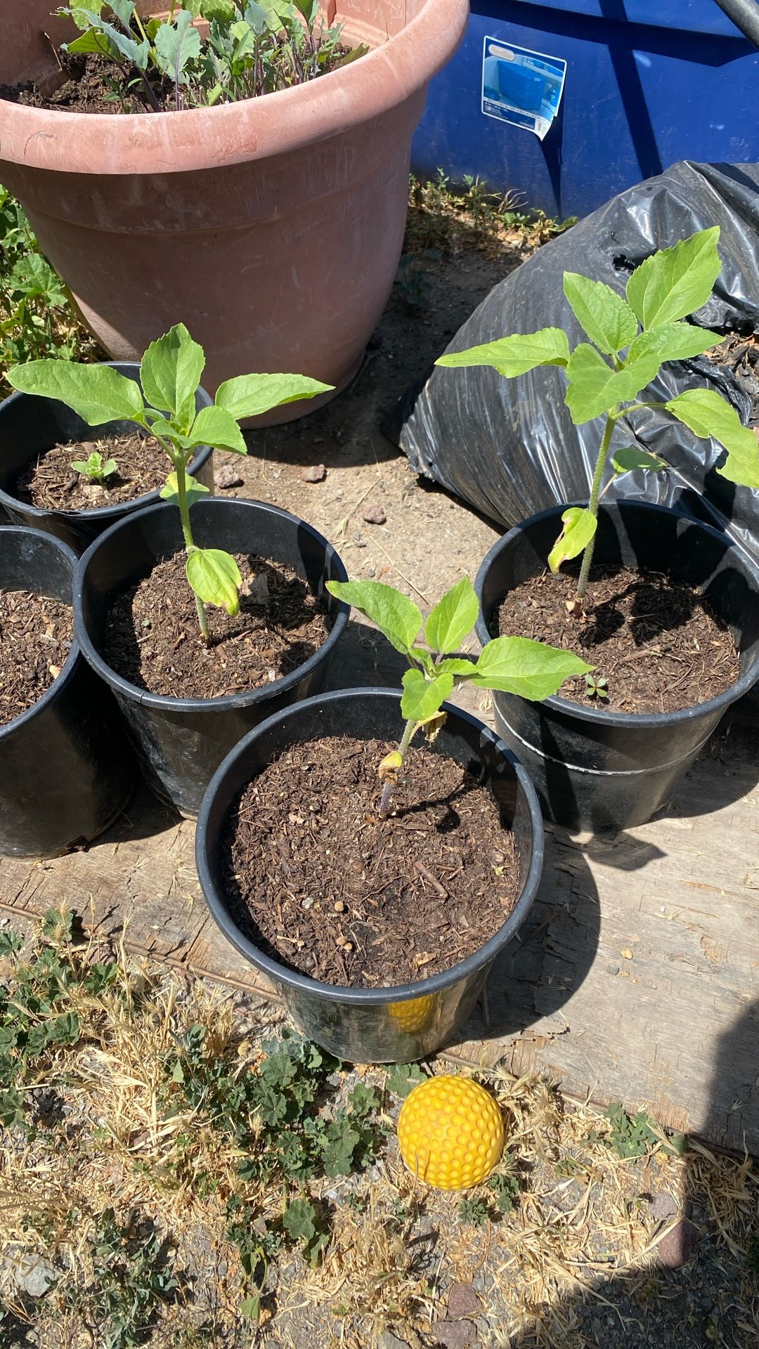 Garden Giant Sunflower