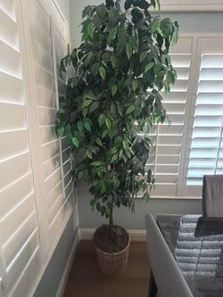 Large Artificial Ficus Tree with Basket