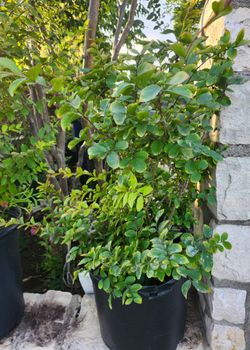 Crapemyrtle Pink/Rosa