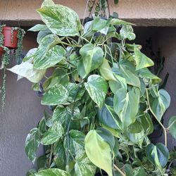 XLONG Brasil & Marble Queen Pothos Plant $38