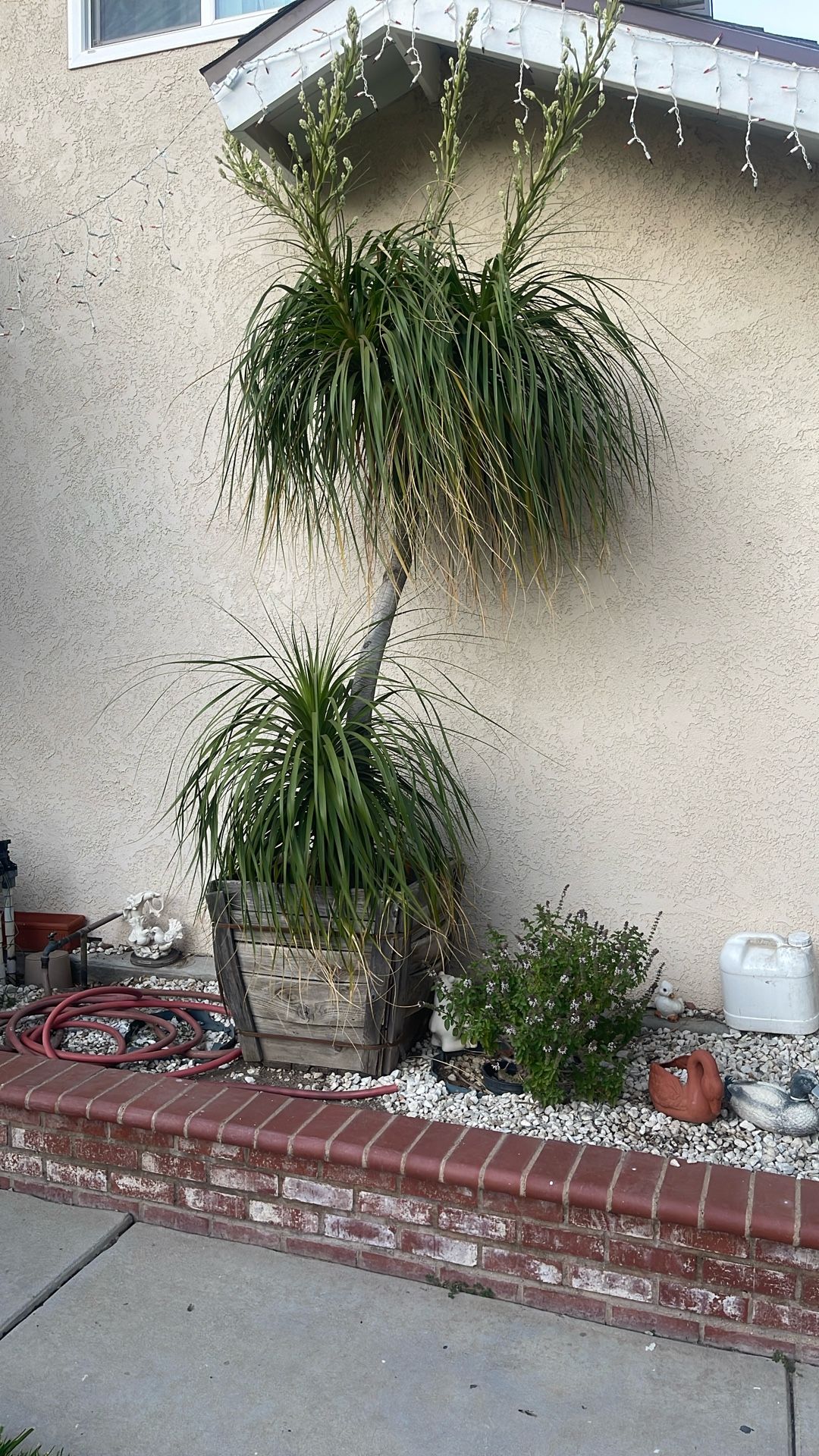 Palmera Ya Logtafa