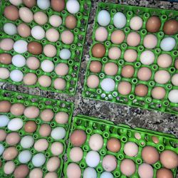 Amazing Fresh Organic Eggs Daily! 