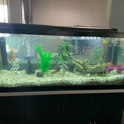 75 Gallon Fish Tank with Stand all Decor and accessories 