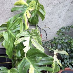 Huge Mature Variegated Monstera Aureas, 2-5 Gallon Pots 