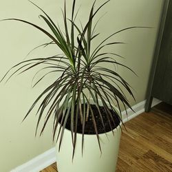  Indoor Plant