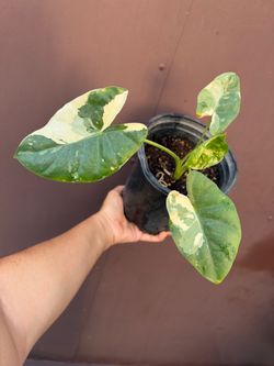 Variegated Alocasia Macrorrhiza in one gallon pot