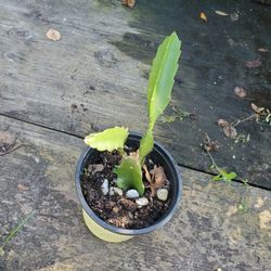 Dragón Fruit Plants