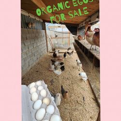 Organic Chicken Eggs