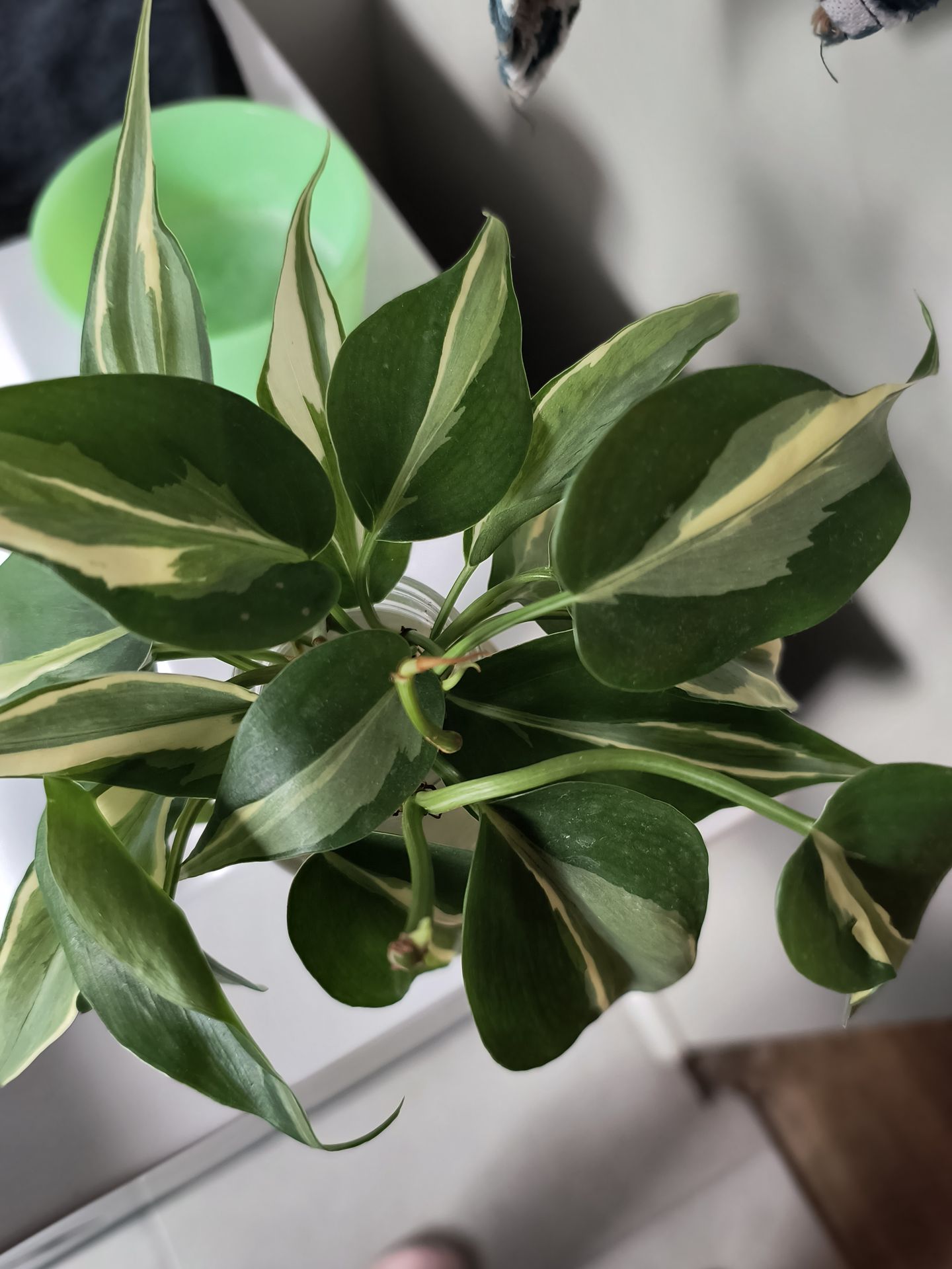 Philodendron Rio propagation cuttings