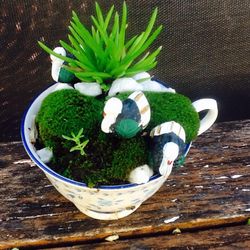 Teacup Fairy Garden...Live Plants Real Moss