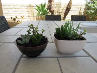 Set Of Brown & Beige Brown Rim Garden Pots With Succulents