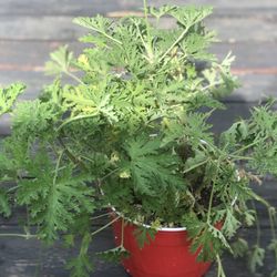 $6 Citronella  plant
