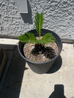 Sago palm with roots small
