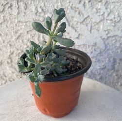 4 Inch Pot Succulent Plant - Deltoid Leaved Dewplant - Oscularia Deltoides - Pink Hardy Ice Plant - Rooted & Established - 🪴- Drought Resistant