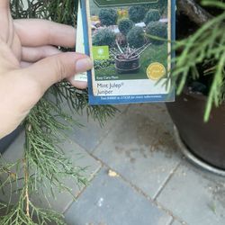 Mint Julep Juniper Plant 
