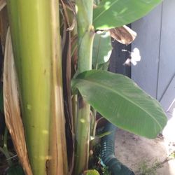 Organic banana plants