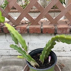 7in Pot Dragon Fruit Cactus Plant 